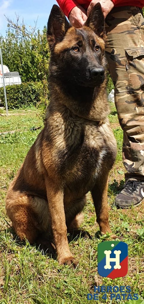 Tula Pastor Belga Malinois