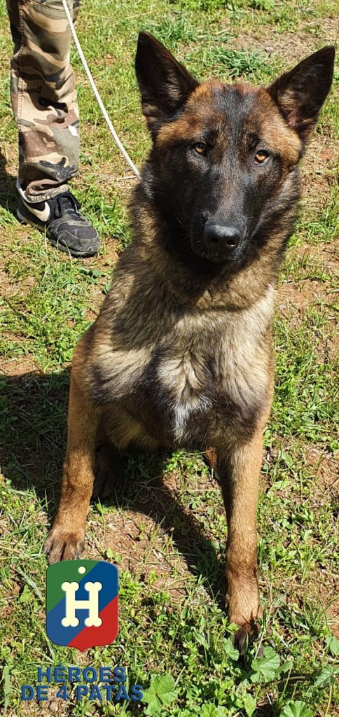 Tula Pastor Belga Malinois