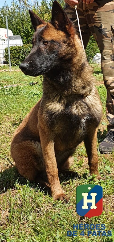 Tula Pastor Belga Malinois