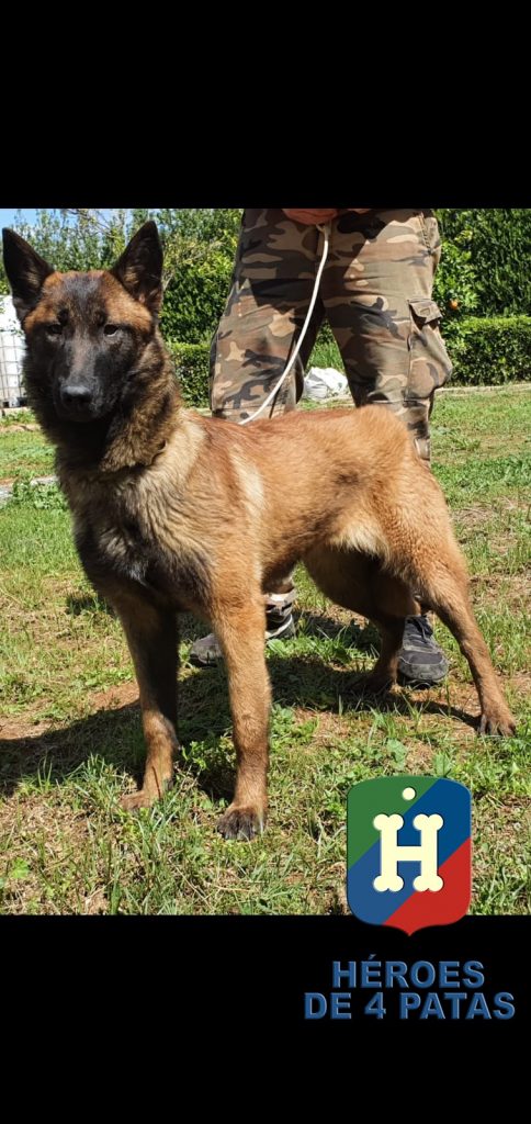 Tula Pastor Belga Malinois