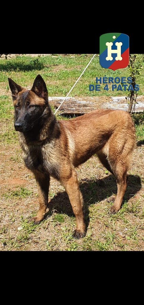 Tula Pastor Belga Malinois