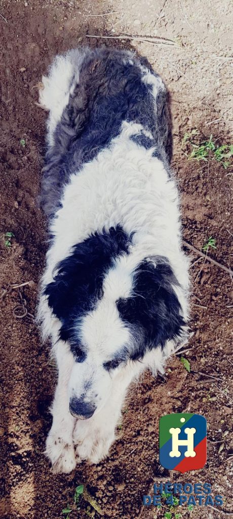 Busa, Mastín del Pirineo