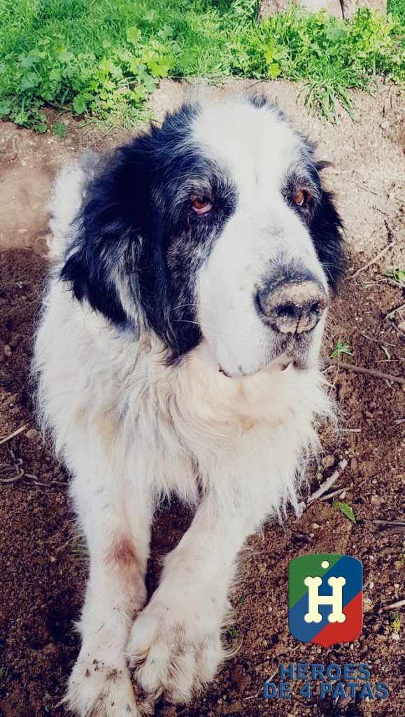 Busa, Mastín del Pirineo