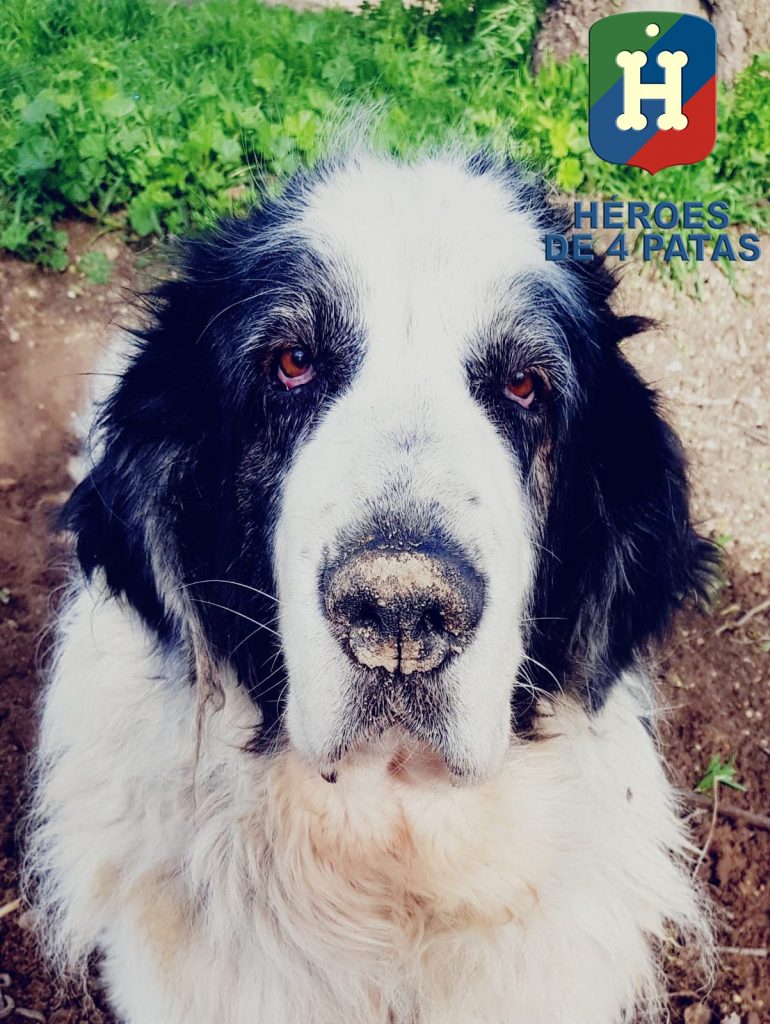 Busa, Mastín del Pirineo