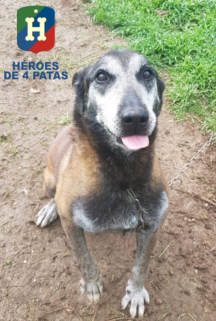 Tyson, Pastor Belga Malinois