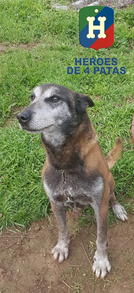 Tyson, Pastor Belga Malinois