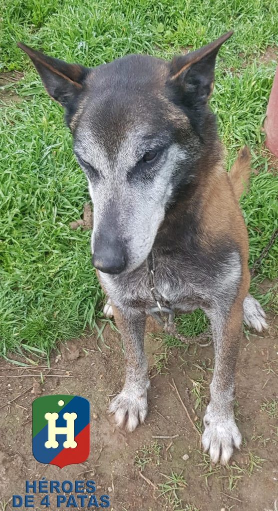 Tyson, Pastor Belga Malinois