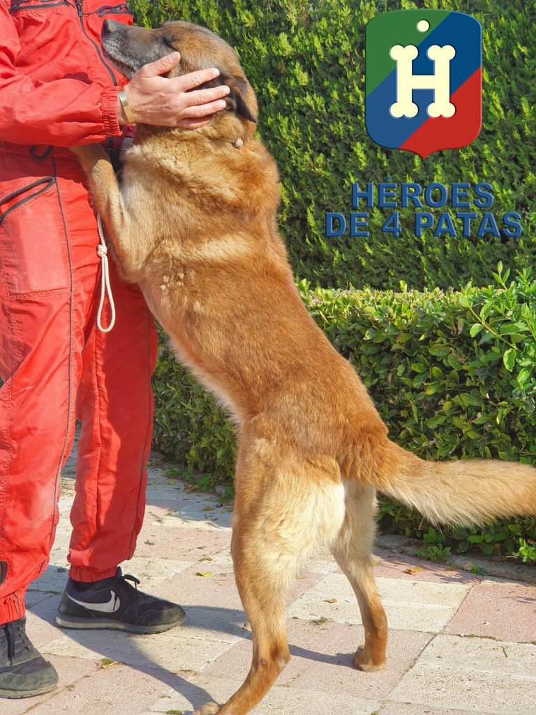 Blecky. Pastor Belga Malinois
