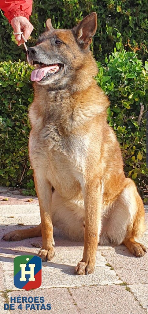 Blecky. Pastor Belga Malinois