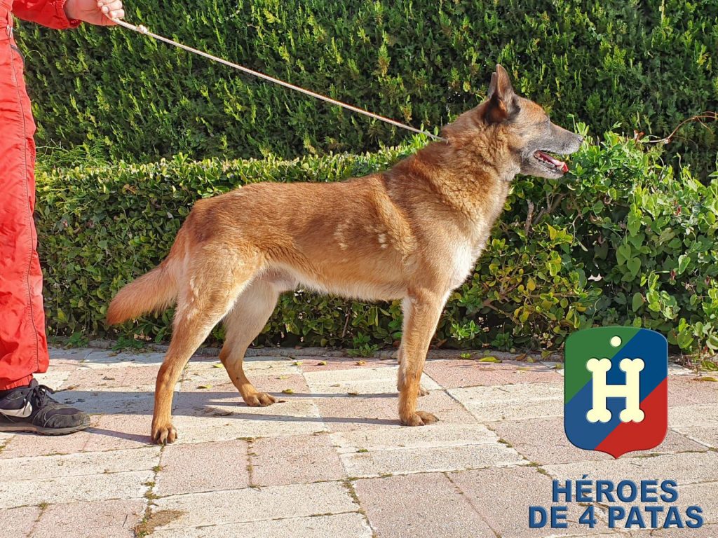 Blecky. Pastor Belga Malinois