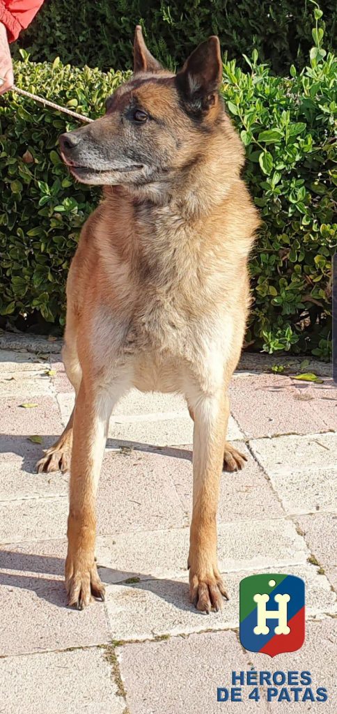 Blecky. Pastor Belga Malinois