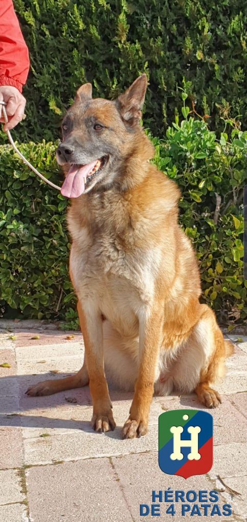 Blecky. Pastor Belga Malinois