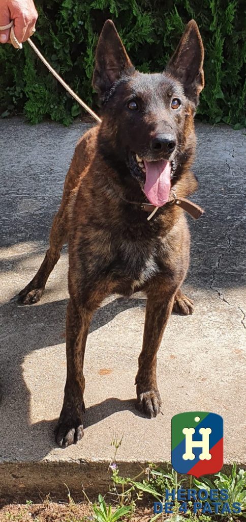 Benzy, Pastor Holandés