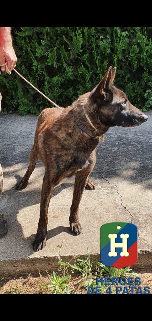 Benzy, Pastor Holandés