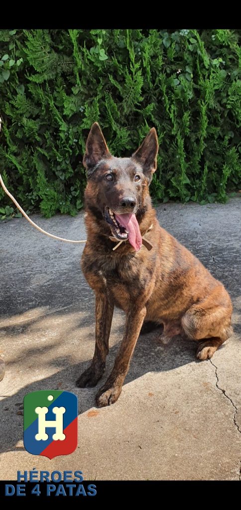 Benzy, Pastor Holandés