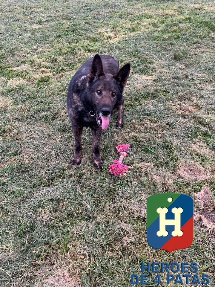 Lobo. Pastor Alemán.