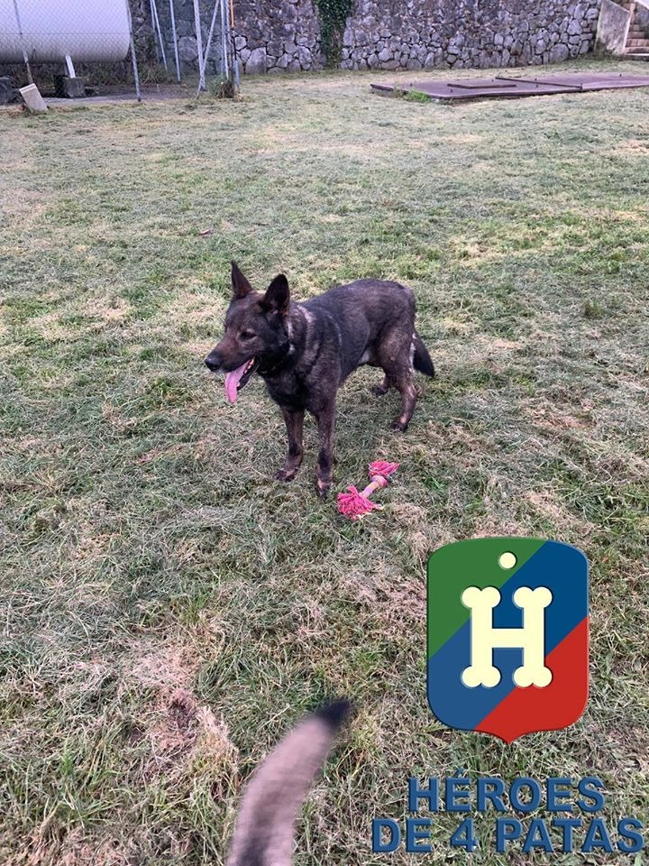 Lobo. Pastor Alemán.