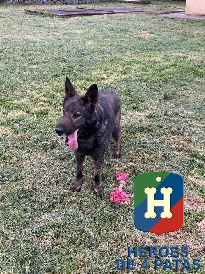 Lobo. Pastor Alemán.