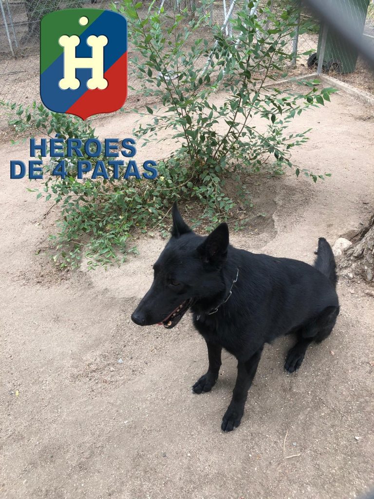 Dino, Pastor Alemán