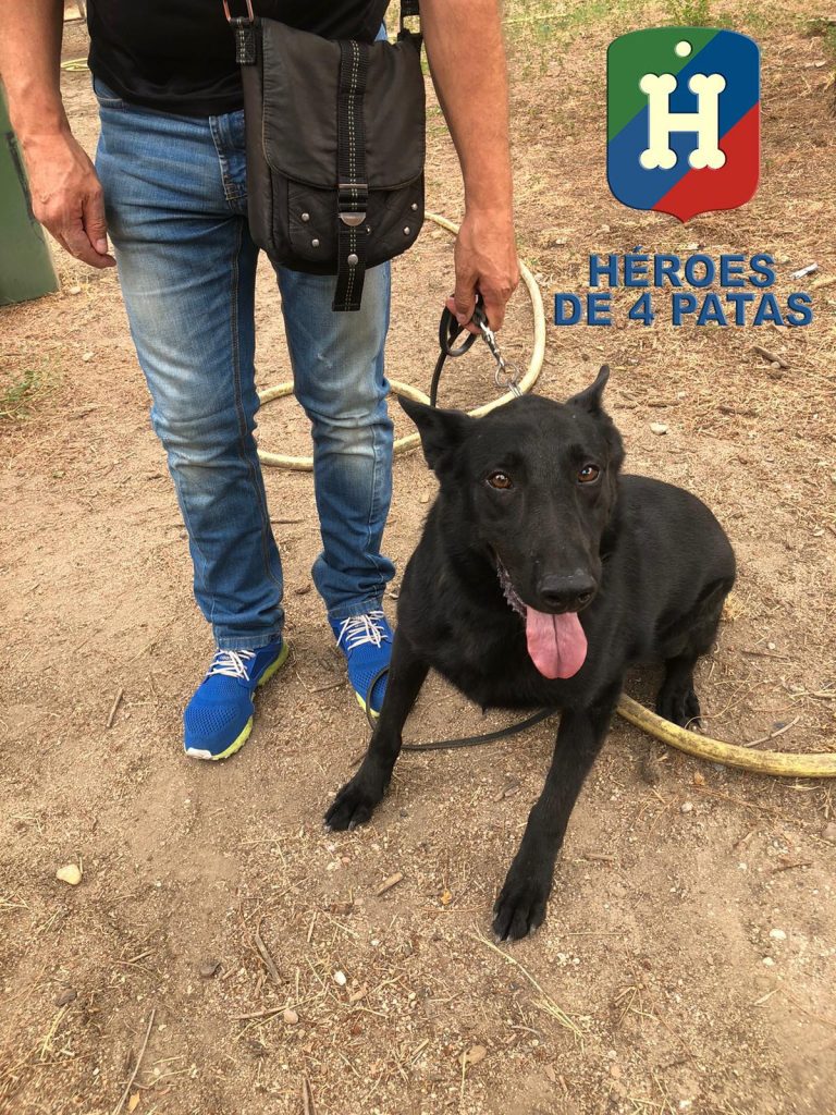 Dino, Pastor Alemán