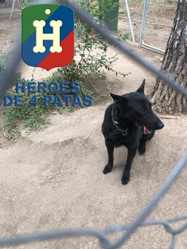 Dino, Pastor Alemán