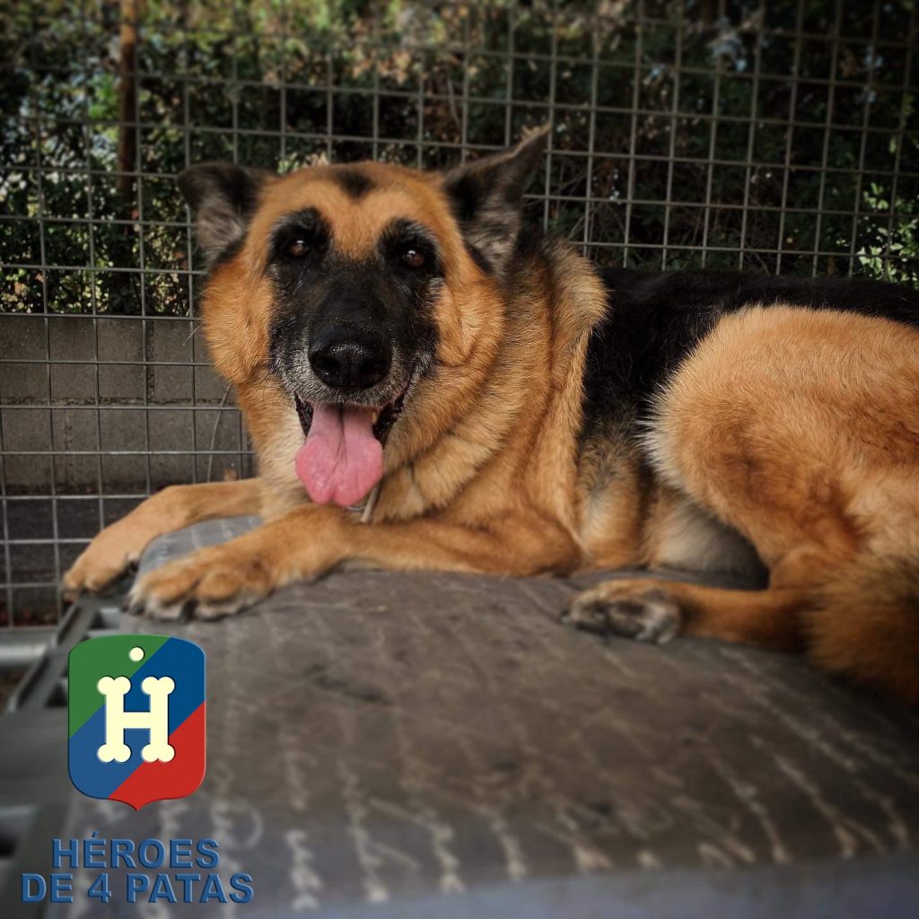 Nora, Pastor Alemán