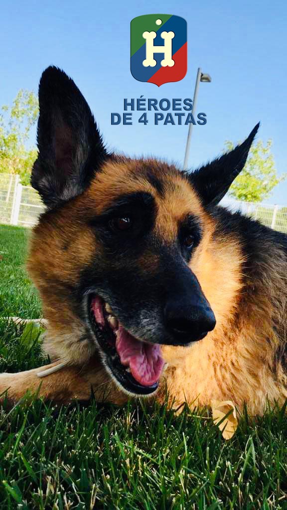 Nora, Pastor Alemán