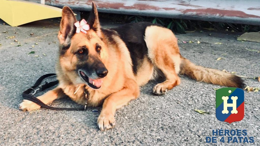 Nora, Pastor Alemán