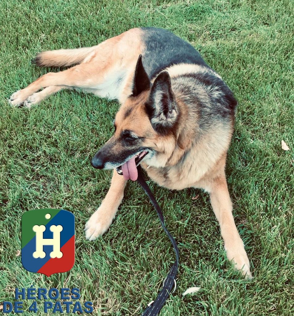 Nora, Pastor Alemán