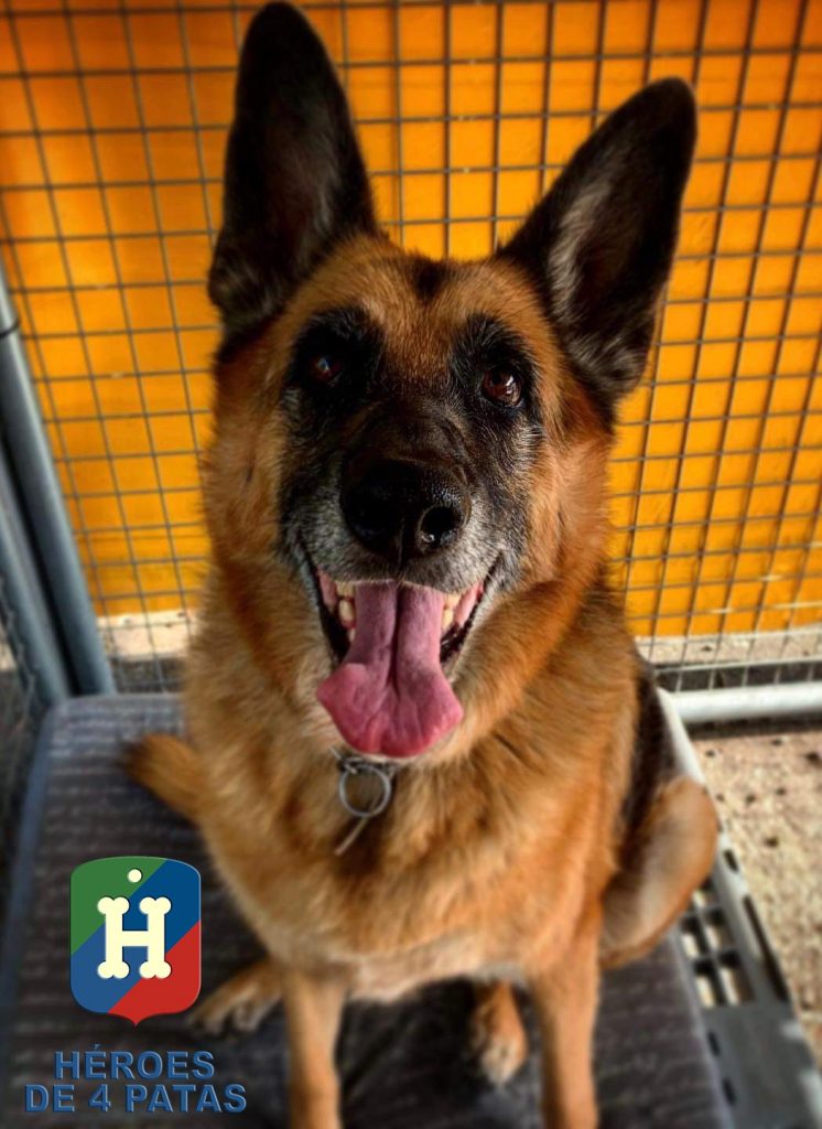 Nora, Pastor Alemán