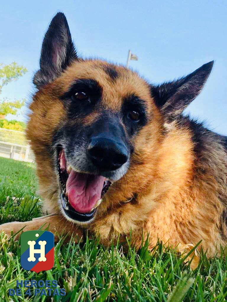 Nora, Pastor Alemán