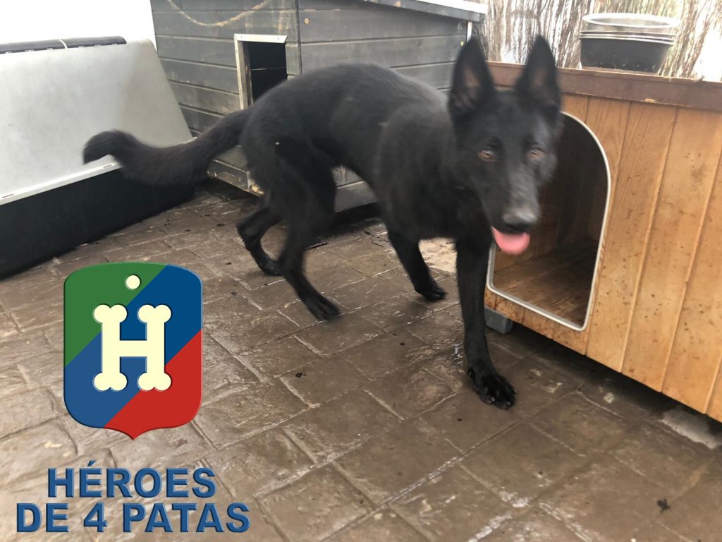 Lobo, Pastor Alemán