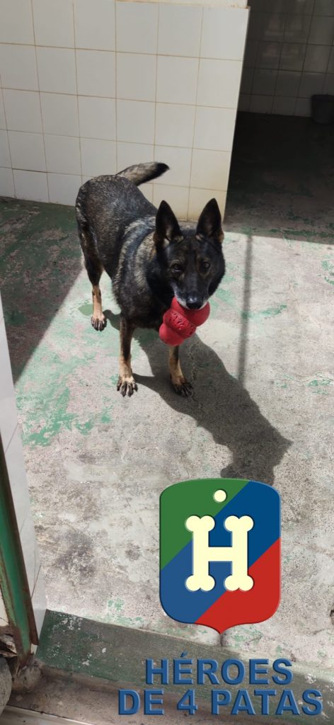 Nica, Pastor Alemán