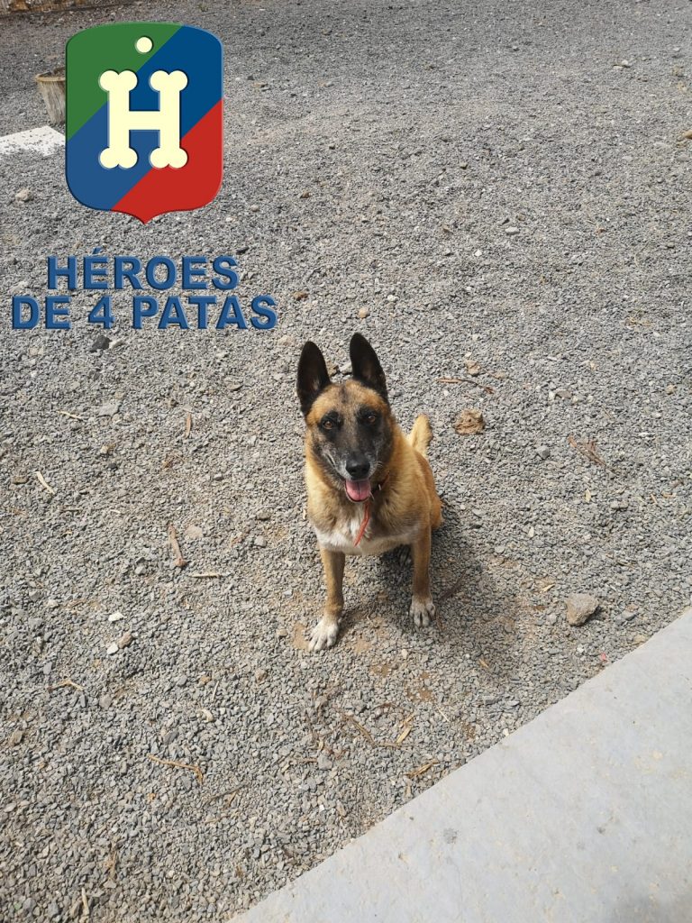 Titán, Pastor Belga Malinois