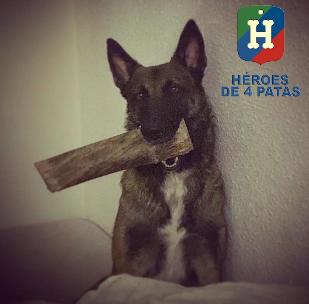 Magma, pastor Belga Malinois