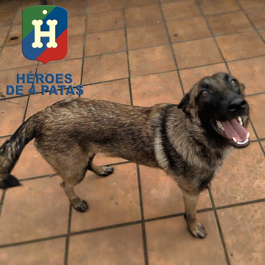 Magma, pastor Belga Malinois