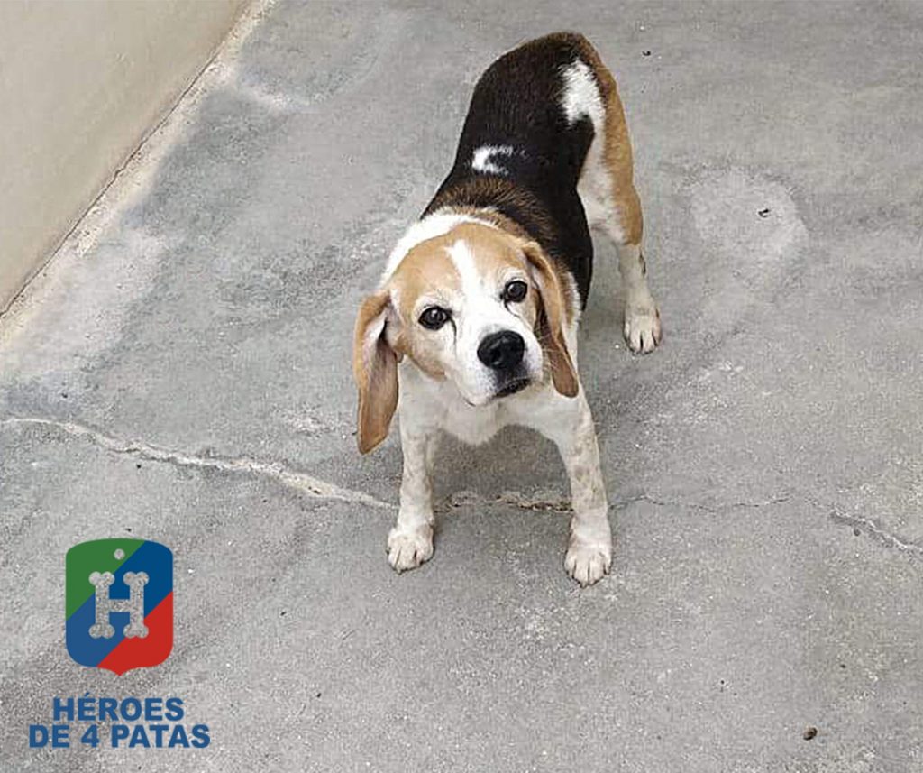Tanque, Beagle de 12 años