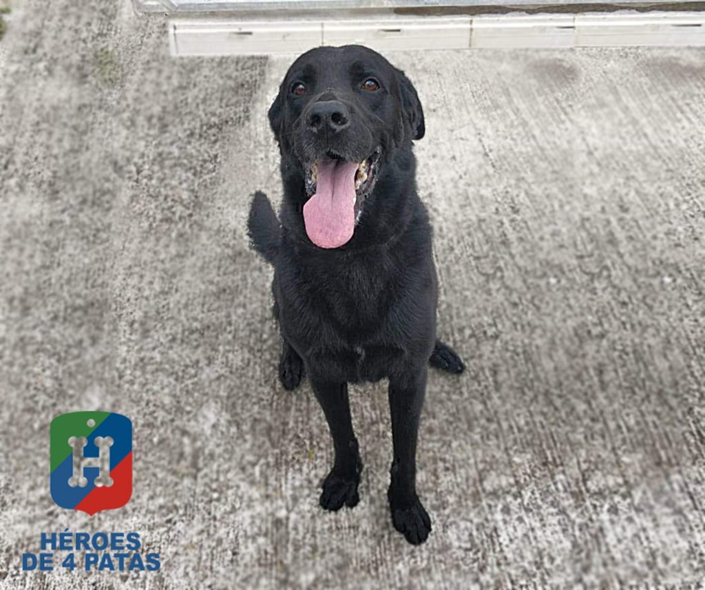 Edo, Labrador de 8 años