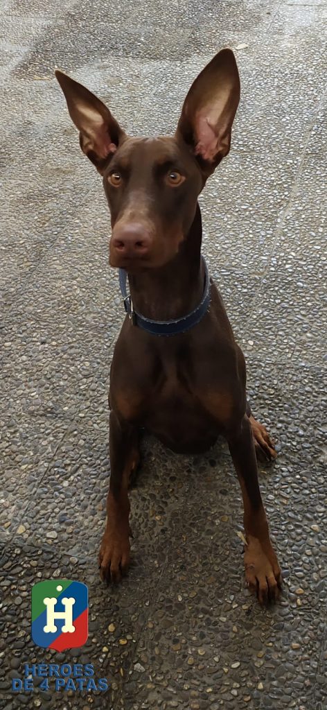 Frida, Doberman