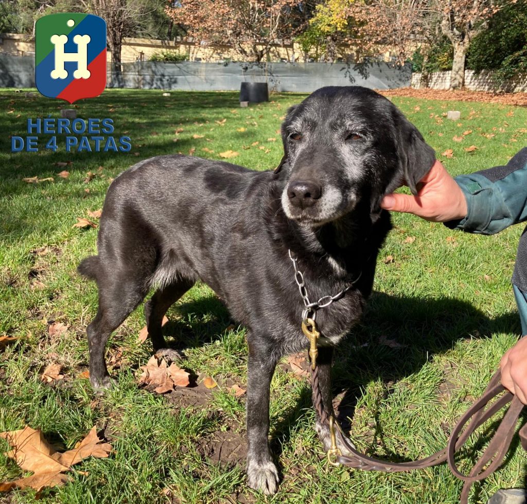 Patri, Labrador de 12 años