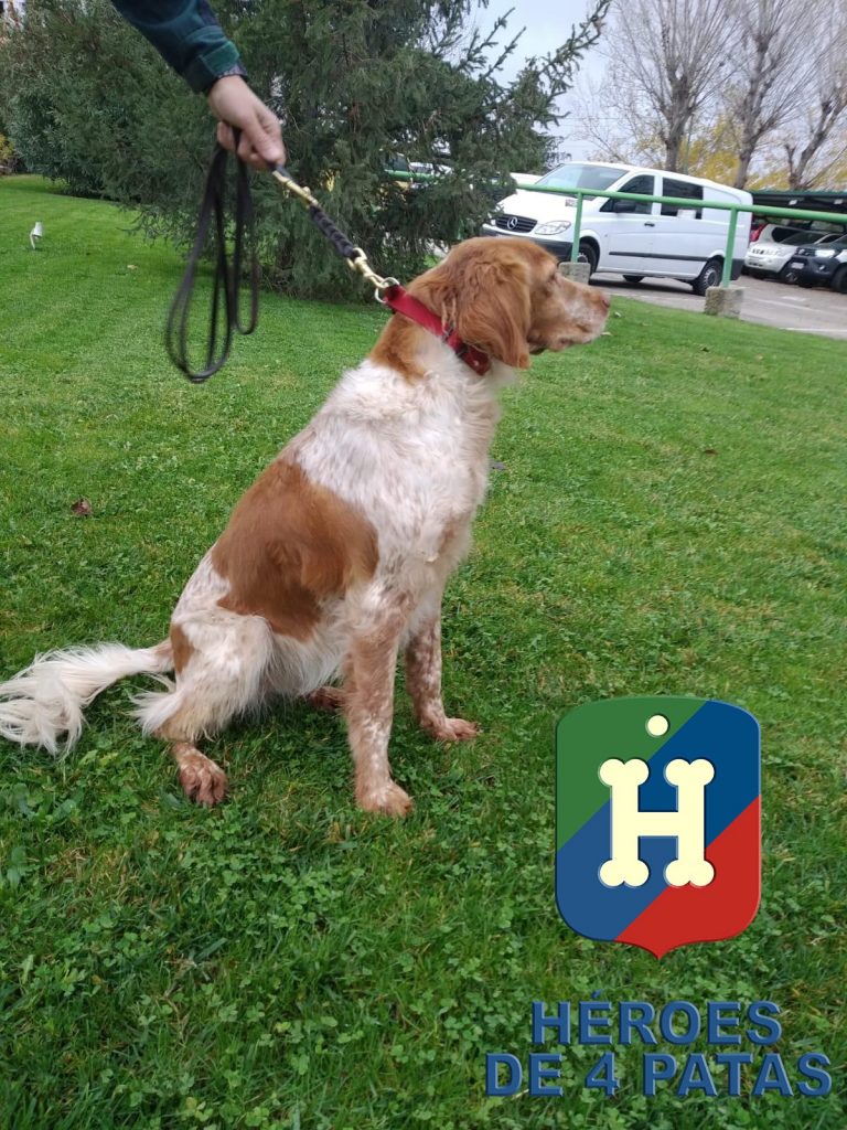 Sacha, Bretón de 10 años