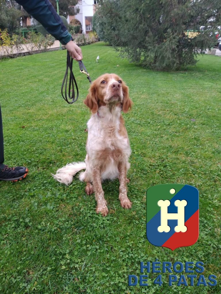 Sacha, Bretón de 10 años