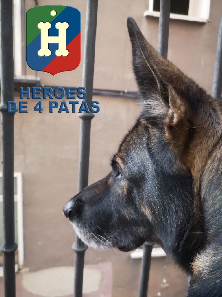 Bumby, Pastor Alemán