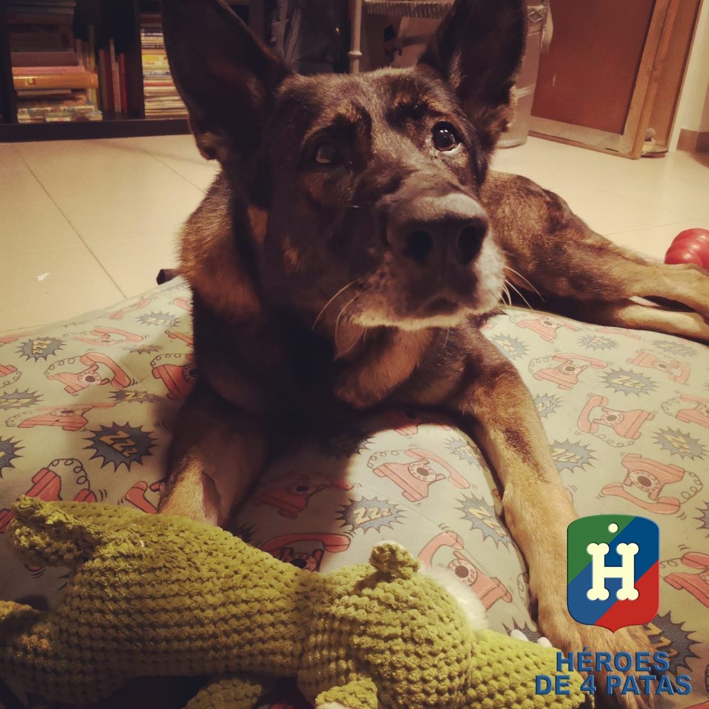 Bumby, Pastor Alemán