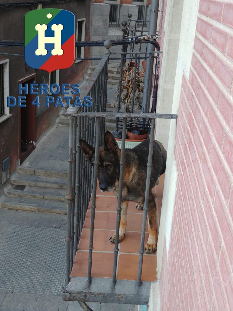 Bumby, Pastor Alemán