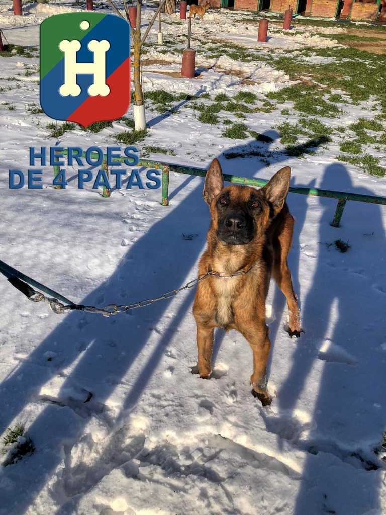 Osiris, Pastor Belga Malinois