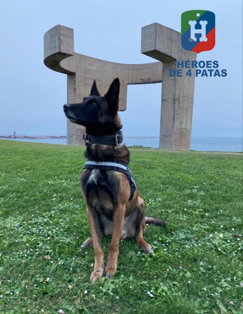 Argos, Pastor Belga Malinois