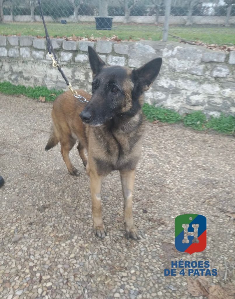 Neida, Pastor Belga Malinois