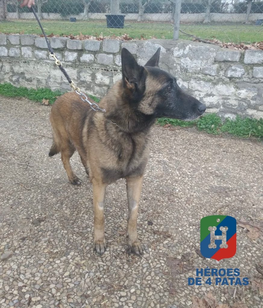 Neida, Pastor Belga Malinois