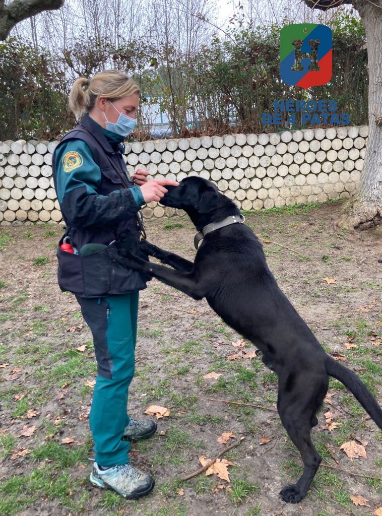 Jeto, cruce de Labrador con Malinois